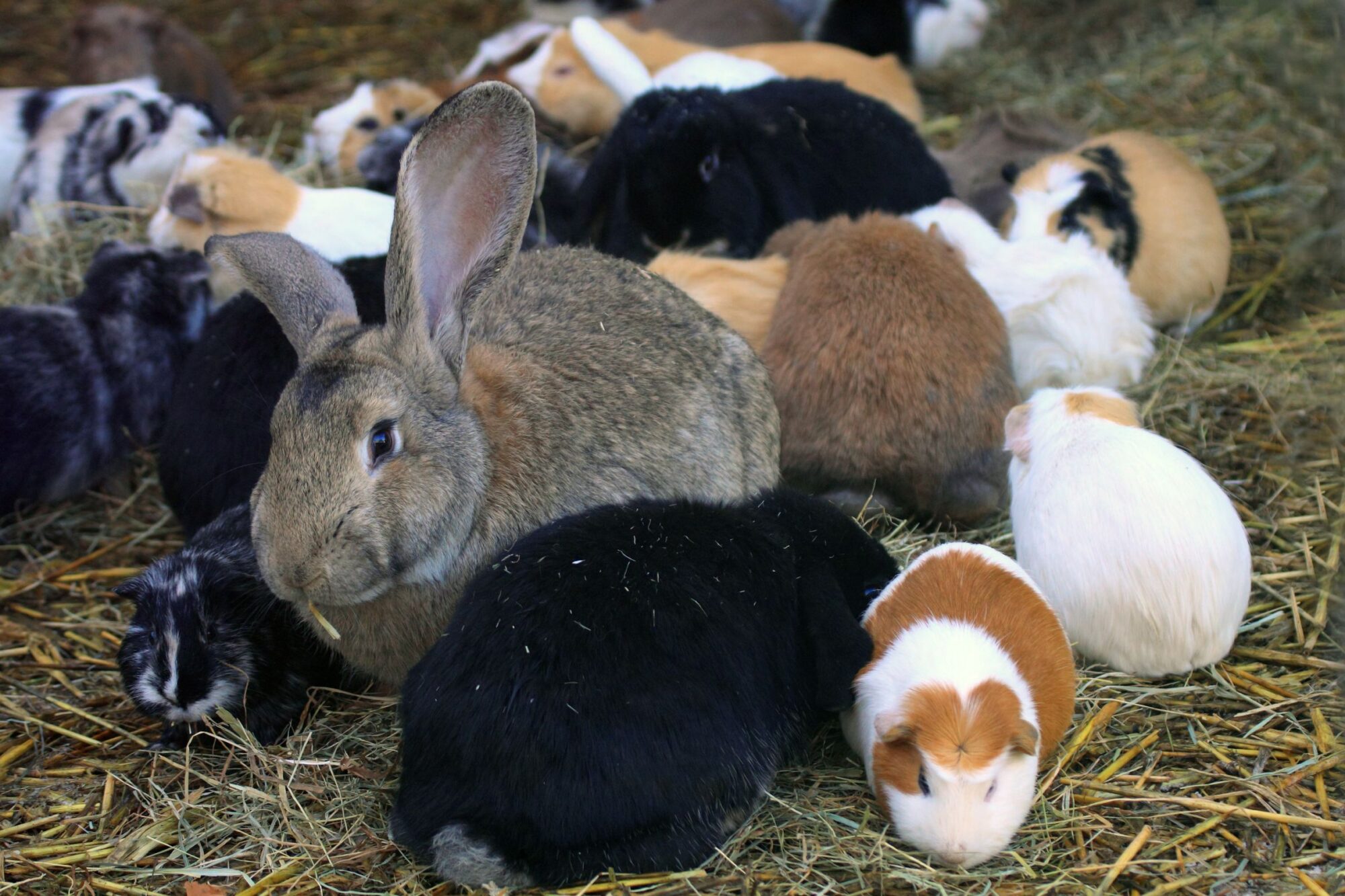 bunny and guinea pigs eating hay together.