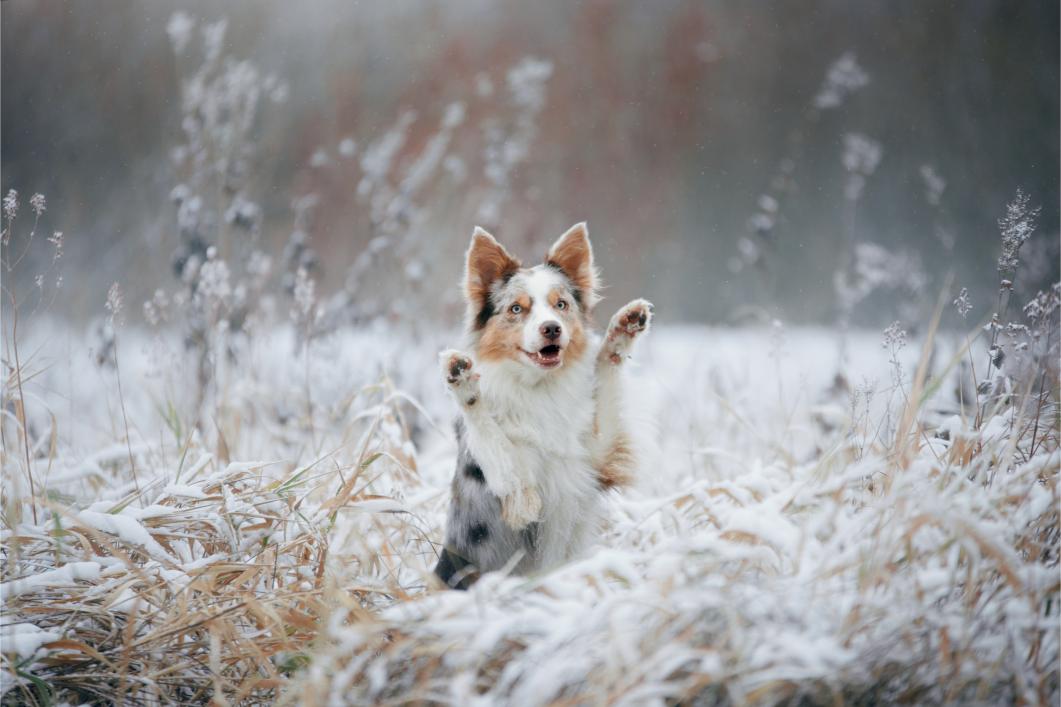 dog in winter outdoors.